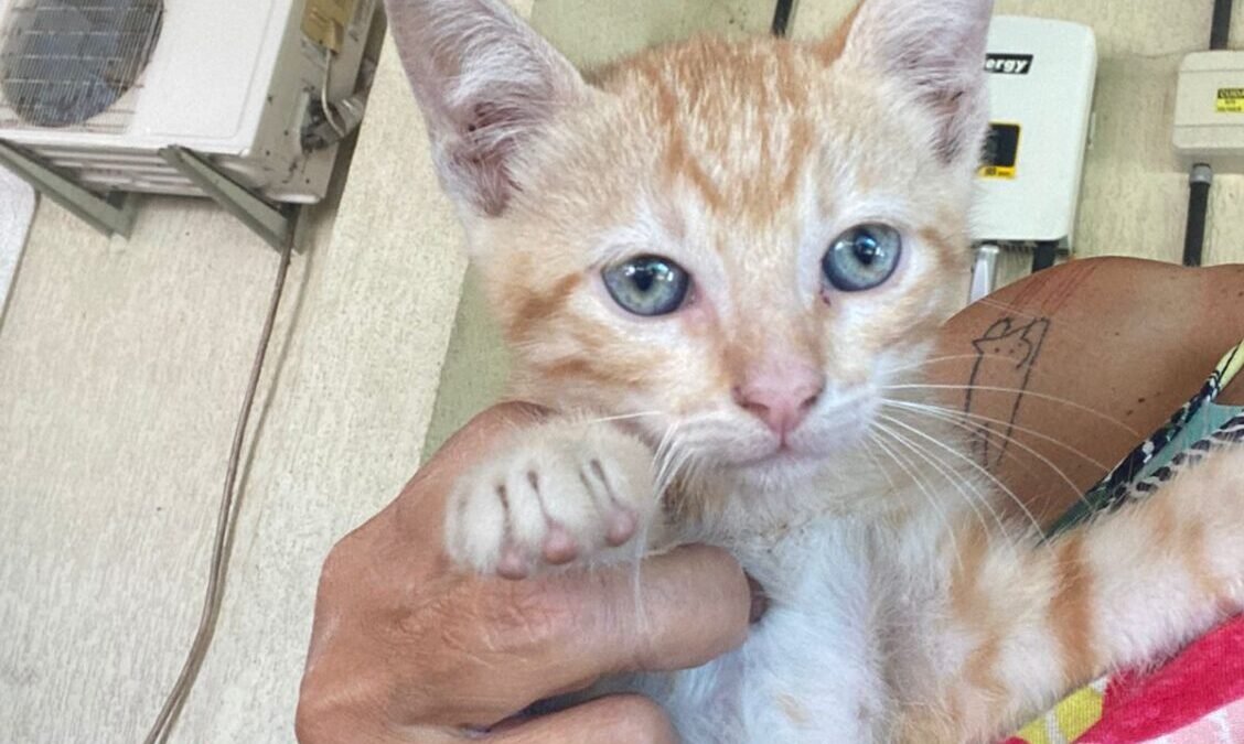 Shopping Plaza Rio das Ostras recebe feira de adoção de animais