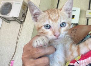 Shopping Plaza Rio das Ostras recebe feira de adoção de animais