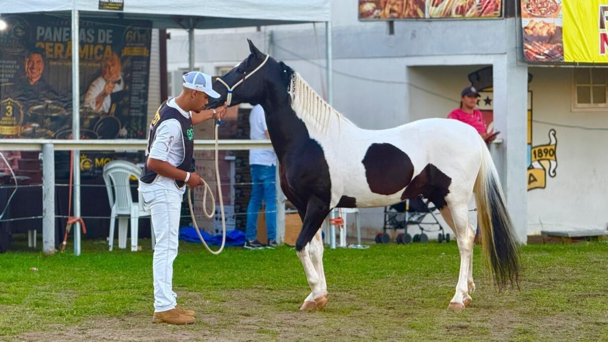 Expo Pampa Araruama 2026 reúne criadores de cavalo de todo o país e impulsiona turismo, agronegócio e economia