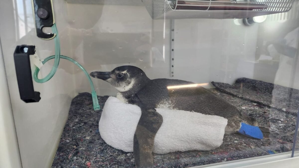 Pinguins são resgatados em praias de Cabo Frio, Búzios e Arraial do Cabo (RJ)