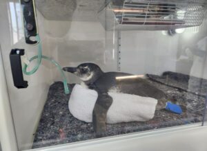 Pinguins são resgatados em praias de Cabo Frio, Búzios e Arraial do Cabo (RJ)