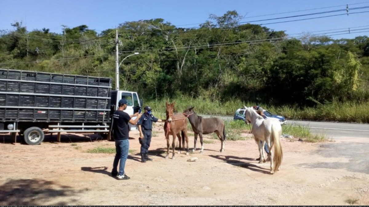 Rio das Ostras reforça serviço de recolhimento de animais de grande porte nas rodovias