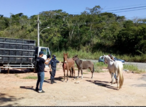 ANIMAIS BR