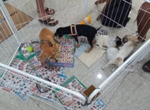 Evento gratuito reúne animais vacinados e castrados. Foto: Divulgação