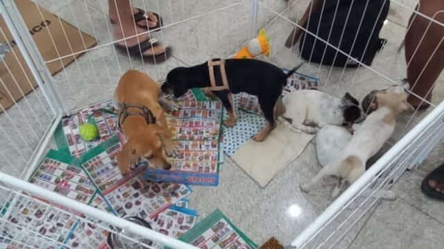 Evento gratuito reúne animais vacinados e castrados. Foto: Divulgação