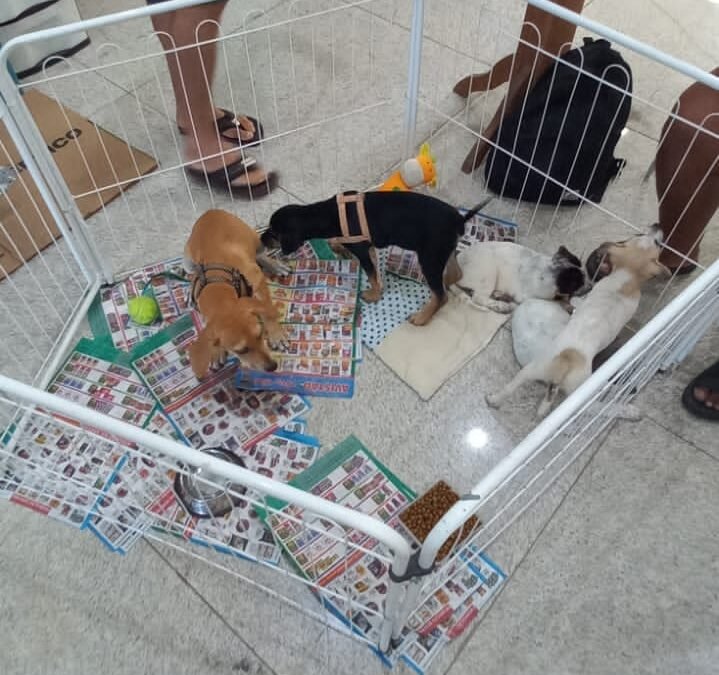 Evento gratuito reúne animais vacinados e castrados. Foto: Divulgação